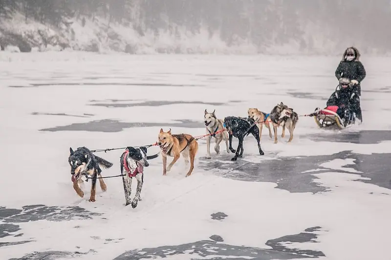 Đàn chó husky kéo xe trượt trên mặt tuyết, người lái đứng phía sau